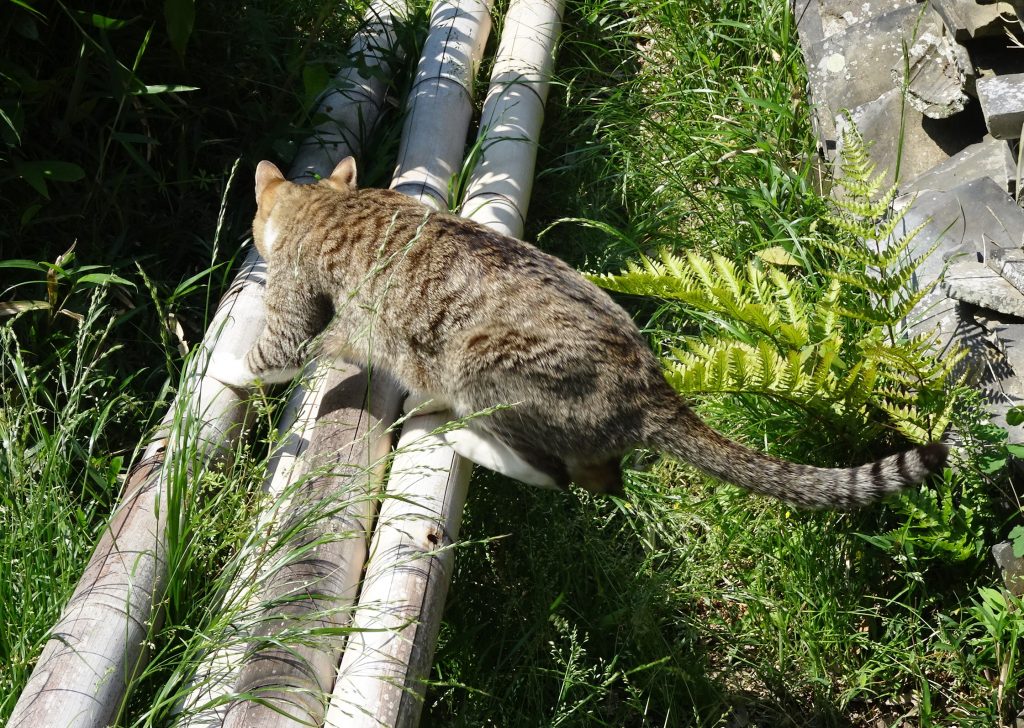 ねこ、風太 巡回
