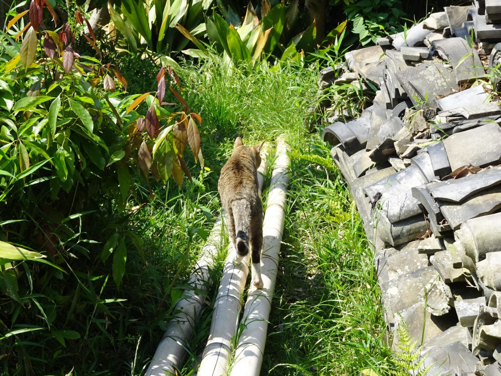 ねこ、風太 巡回