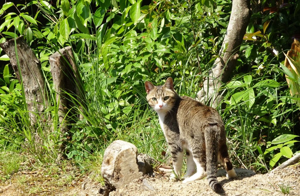 ねこ、風太 巡回
