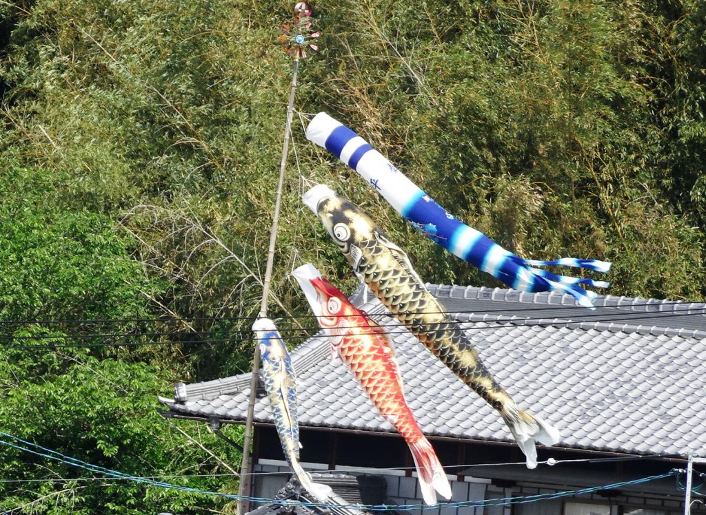 面白そうに泳いでる鯉のぼり