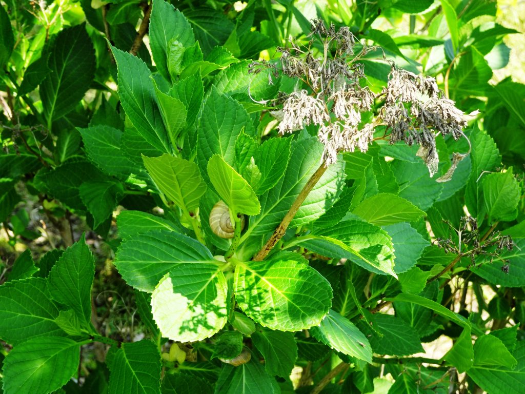 紫陽花新緑とかたつむり