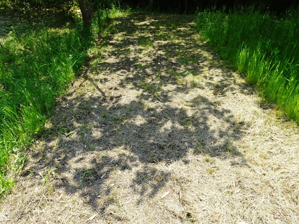 柿の木の木漏れ日