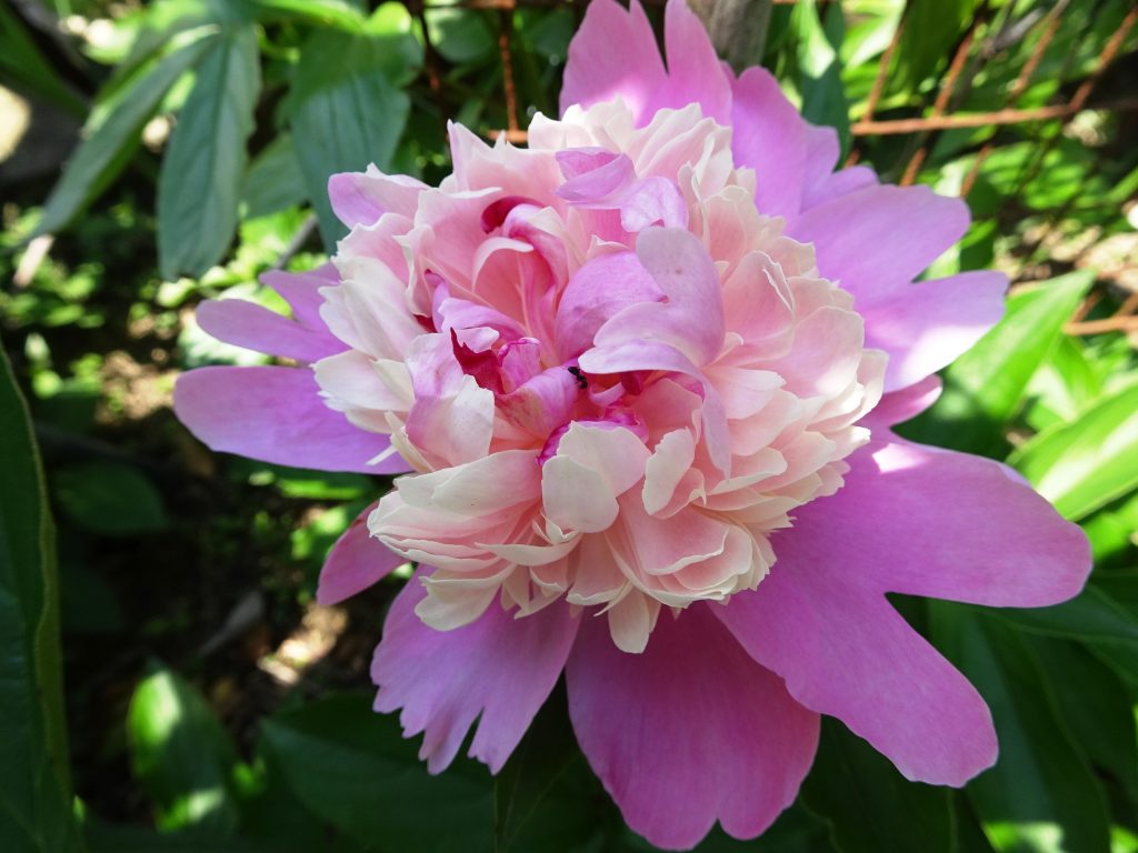 芍薬