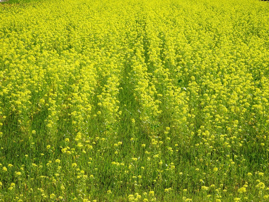 からし菜