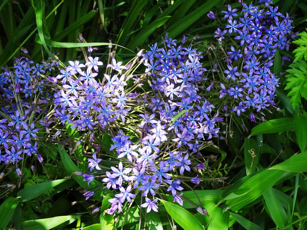 木陰