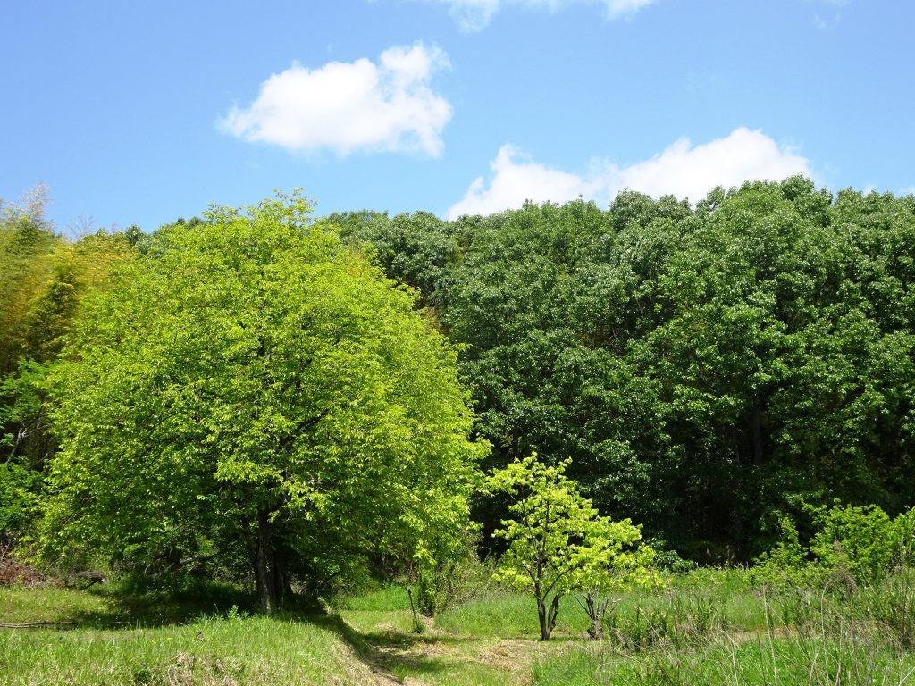 木陰