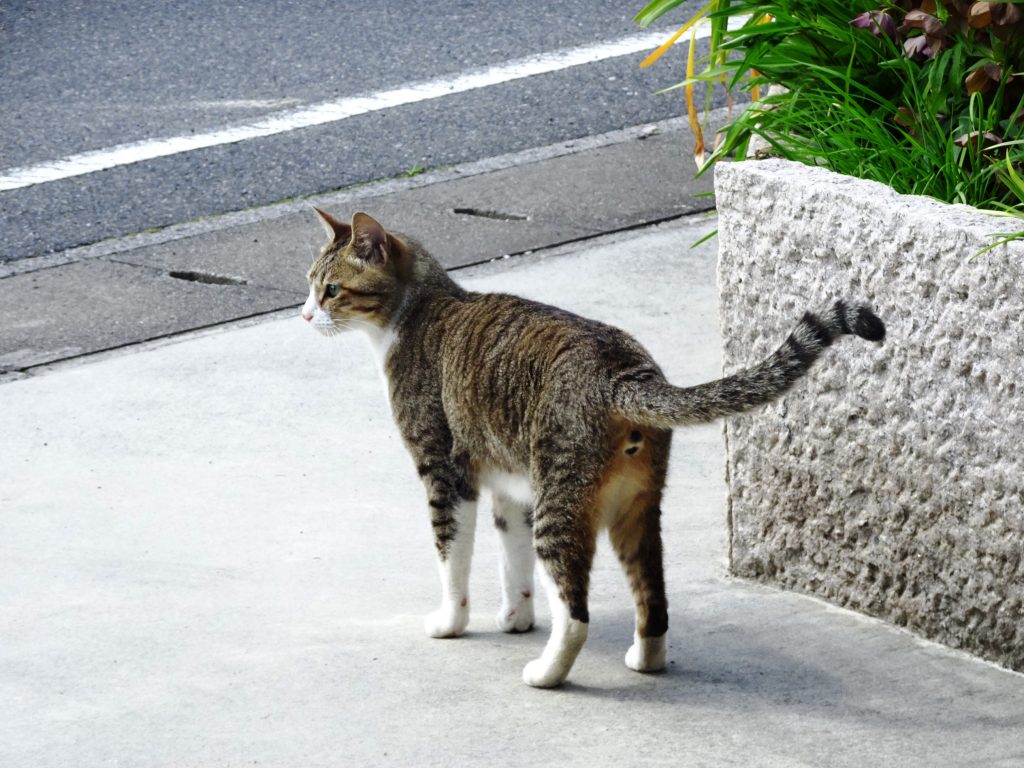 ねこ、風太 巡回