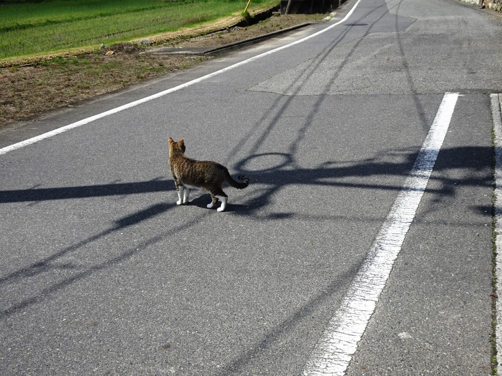 ねこ、風太 巡回