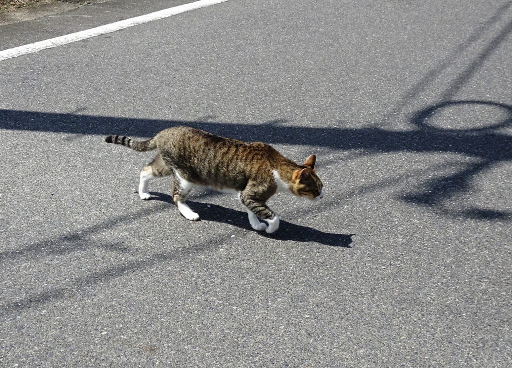 ねこ、風太 巡回