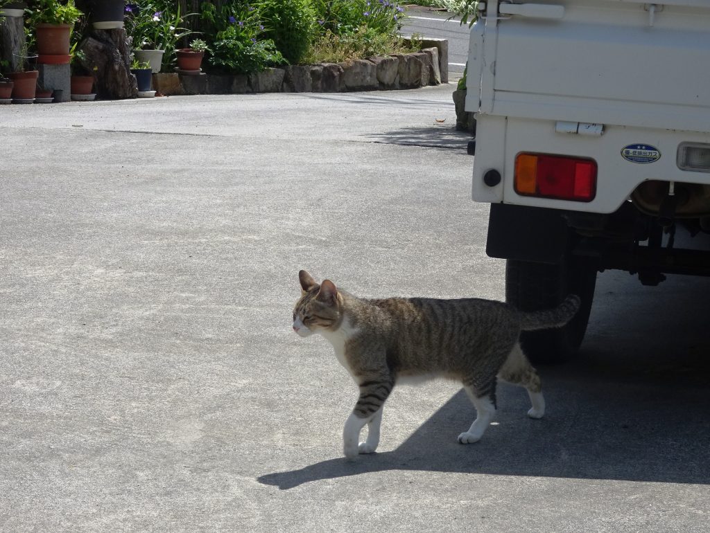 ねこ、風太 巡回