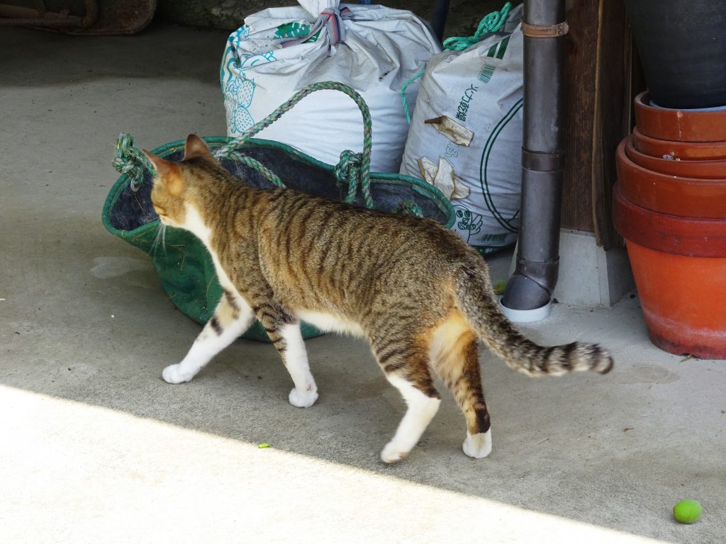 ねこ、風太 巡回