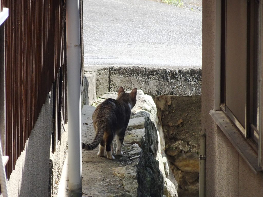 ねこ、風太 巡回
