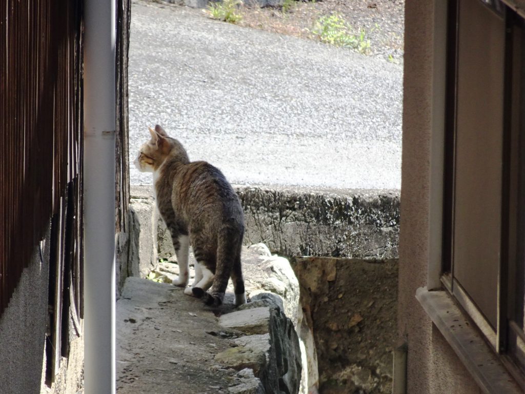ねこ、風太 巡回
