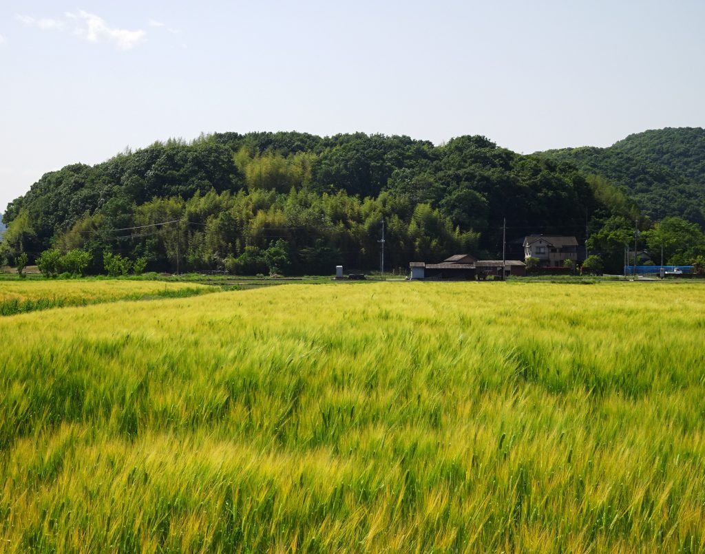 初夏の田舎