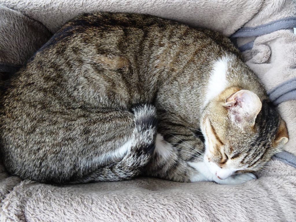 ねこ、風太 ゴロゴロ