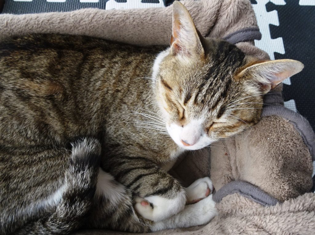 ねこ、風太 ゴロゴロ