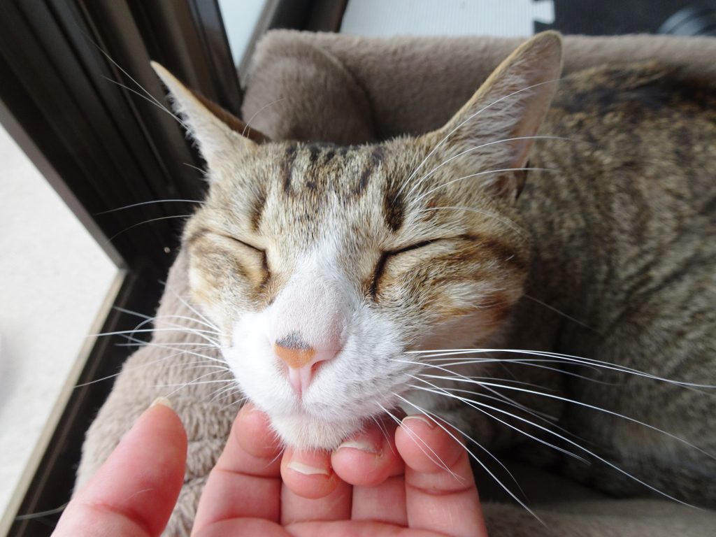 ねこ、風太 ゴロゴロ