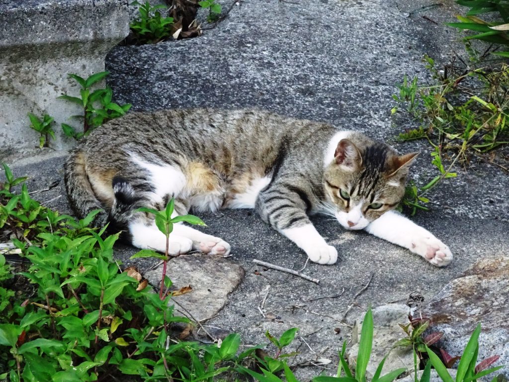 ねこ、風太 巡回