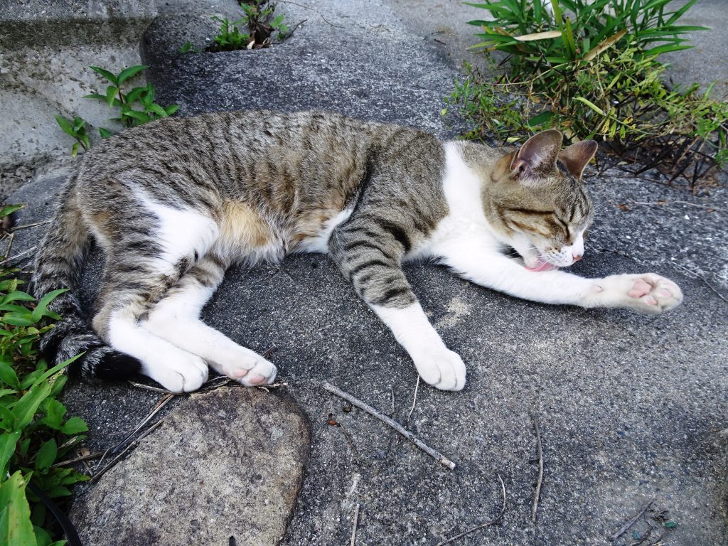 ねこ、風太 巡回