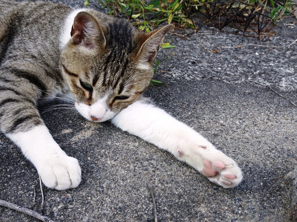 ねこ、風太 巡回