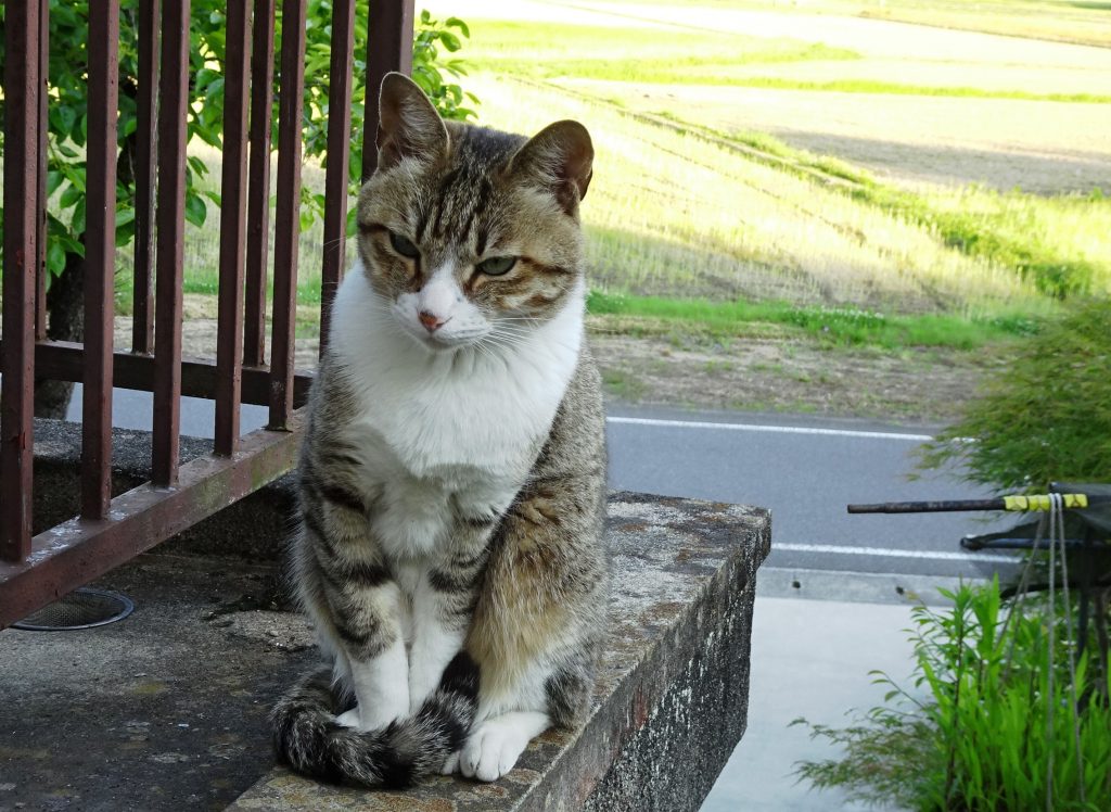ねこ、風太 巡回