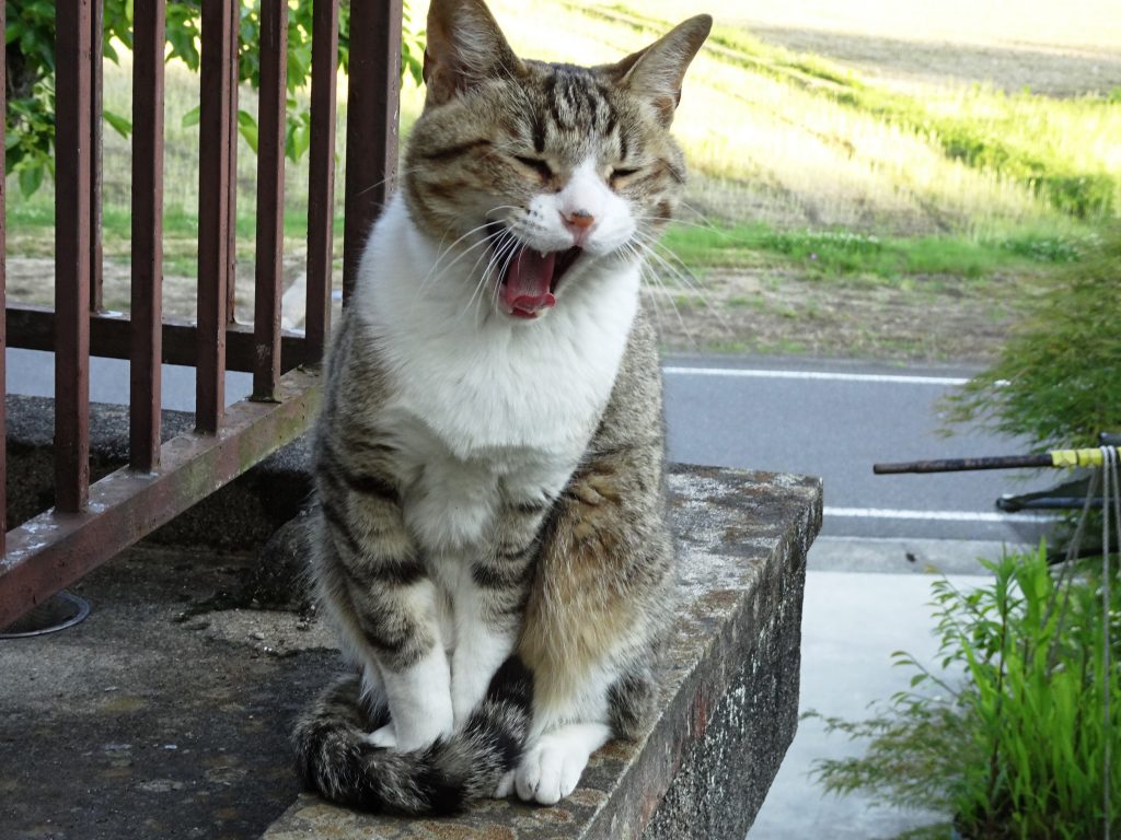 ねこ、風太 巡回