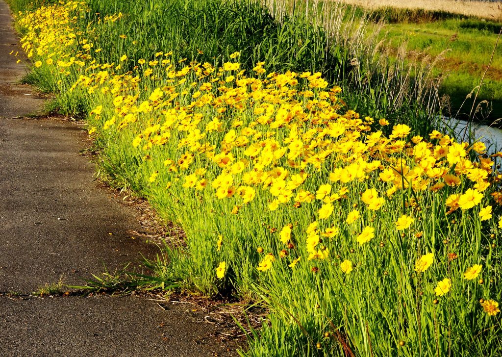 夕陽を受けた黄花コスモス