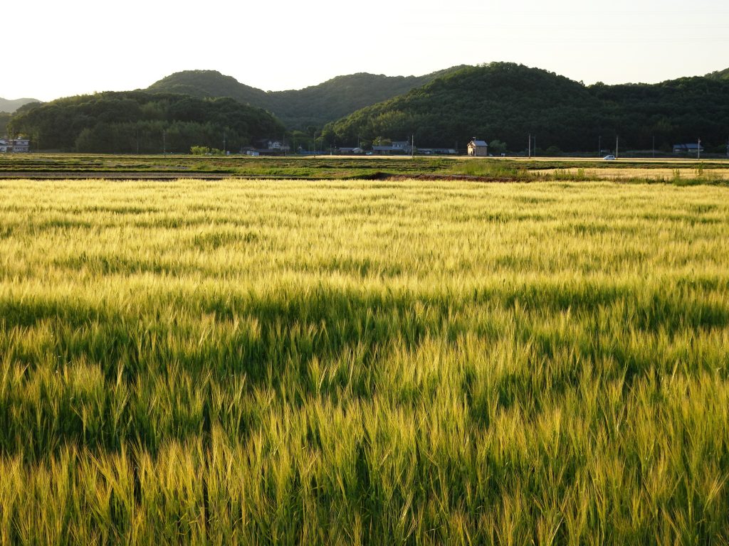 麦秋