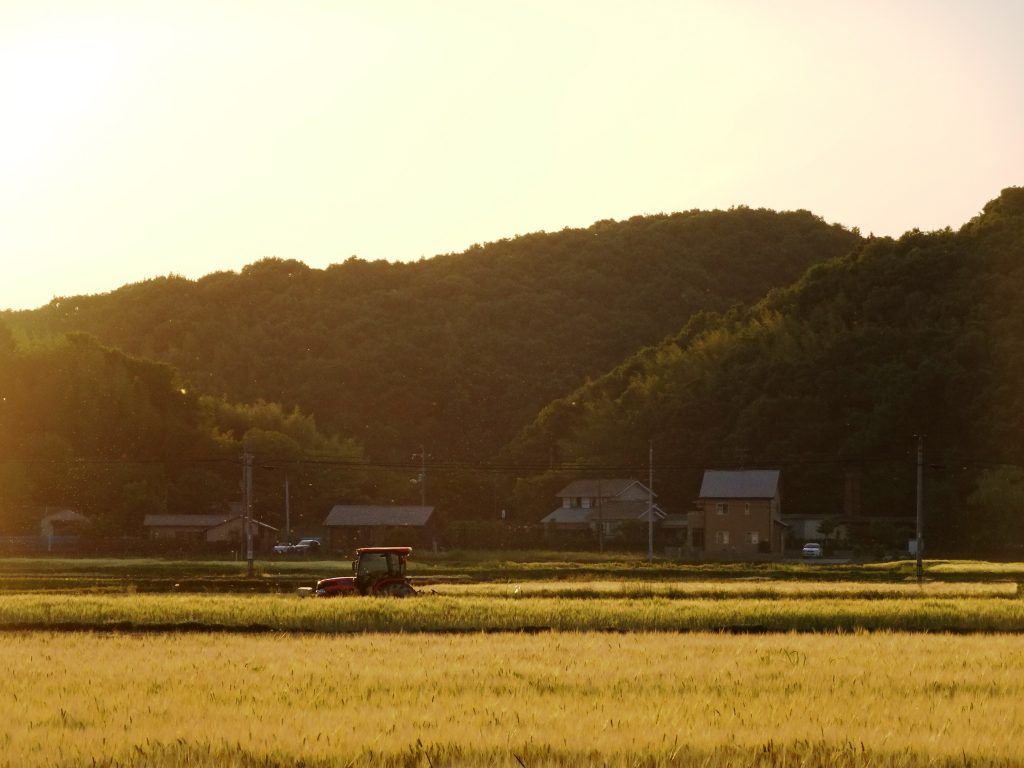 初夏の夕景