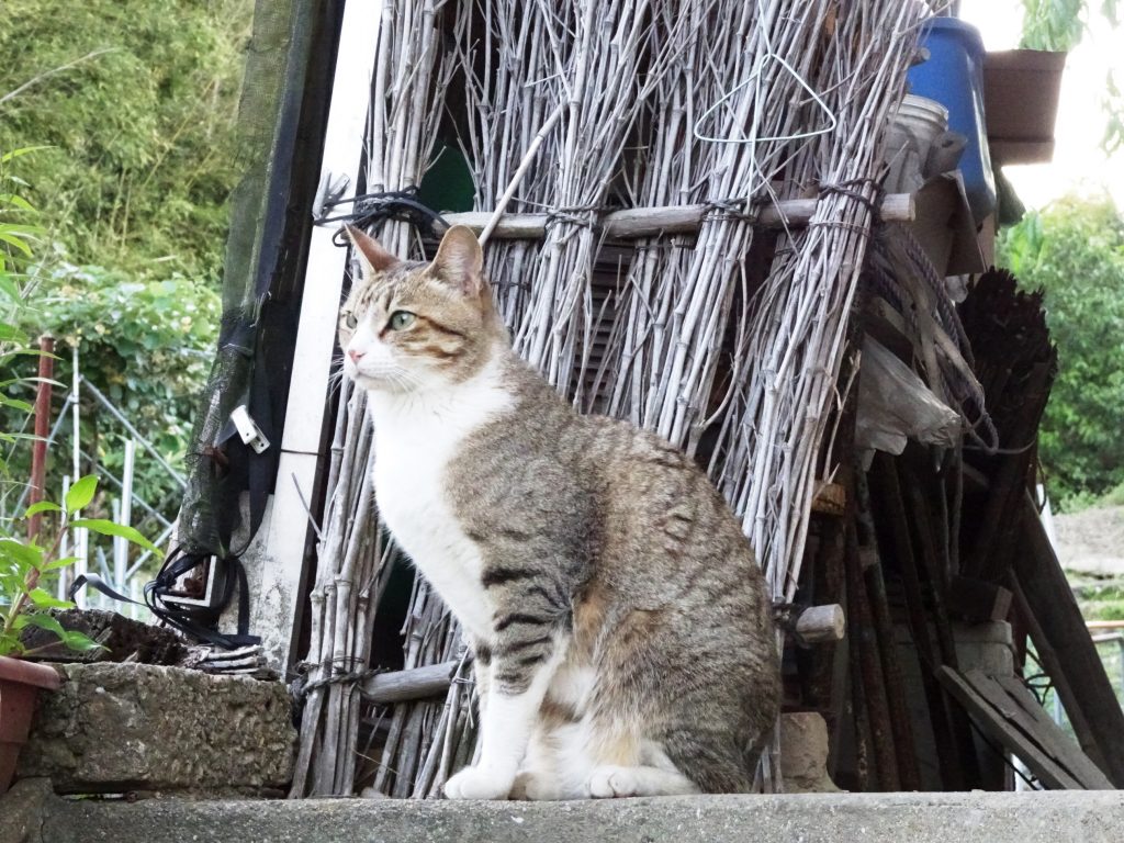 ねこ、風太 巡回