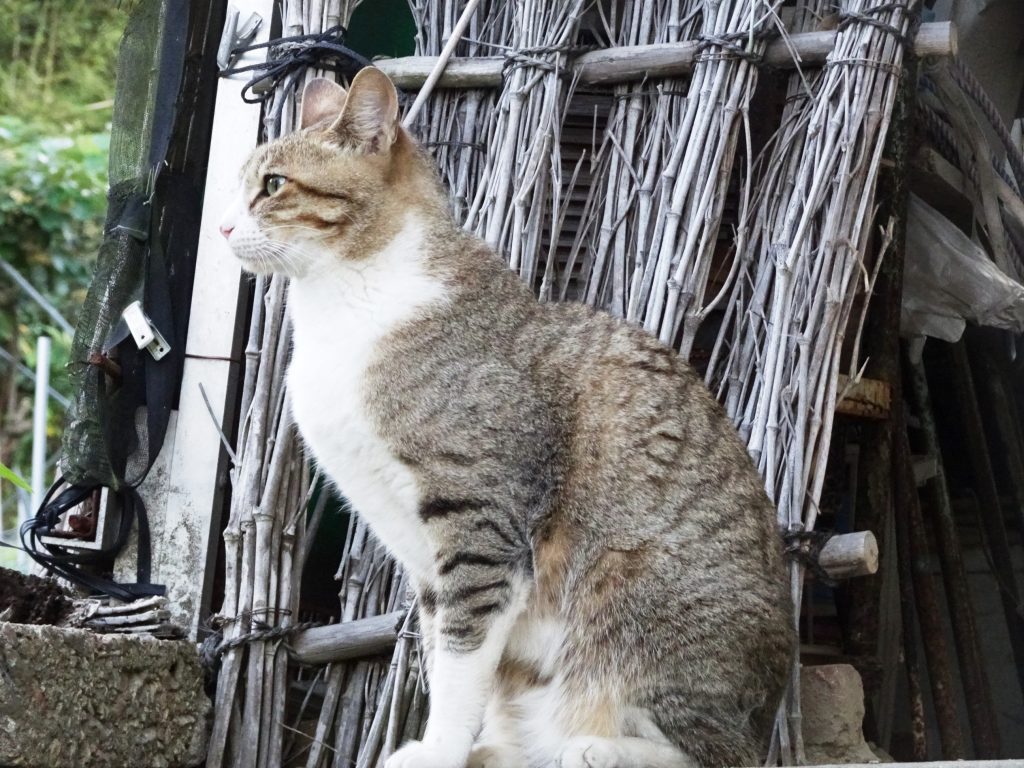 ねこ、風太 巡回