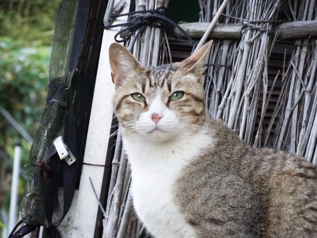 ねこ、風太 巡回