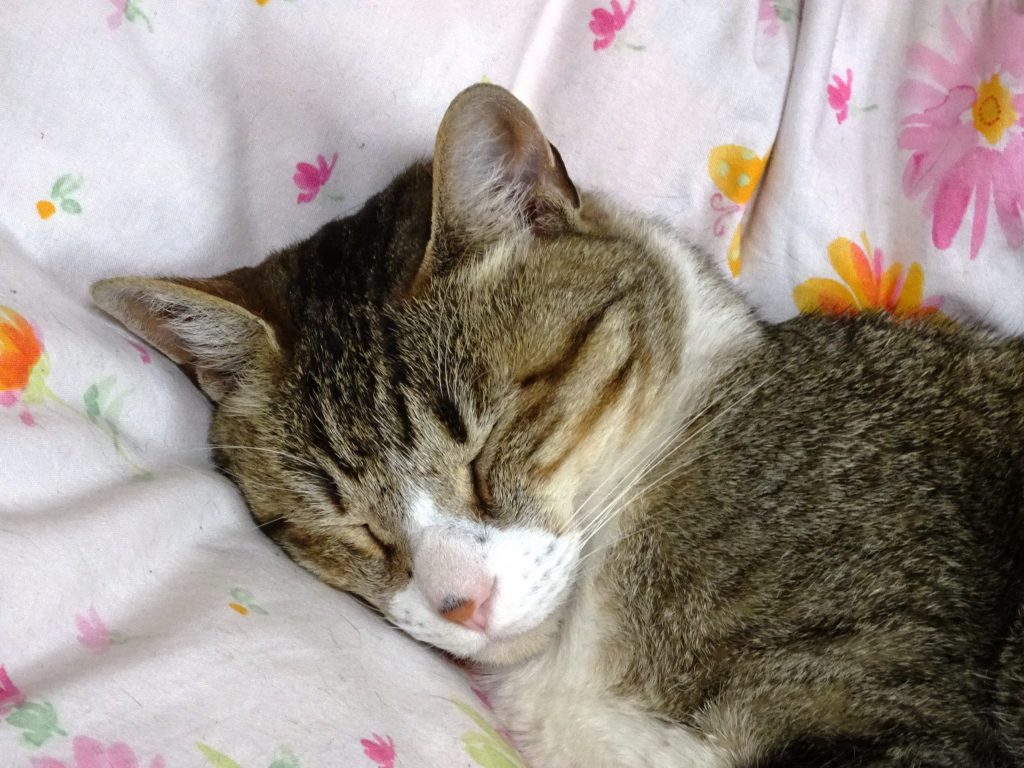 ねこ、風太 ベッド