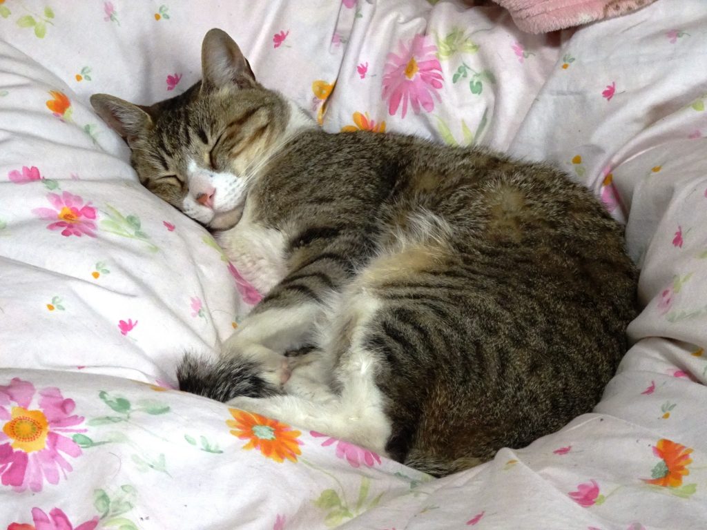 ねこ、風太 ベッド