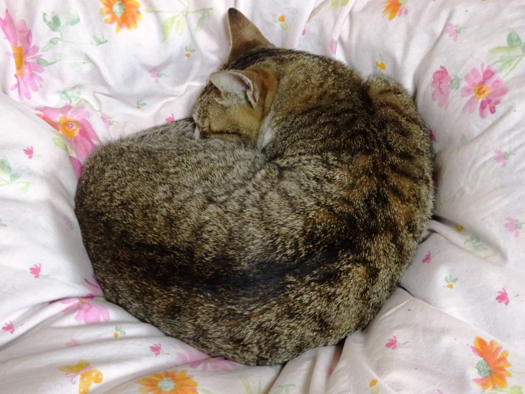 ねこ、風太 ベッド