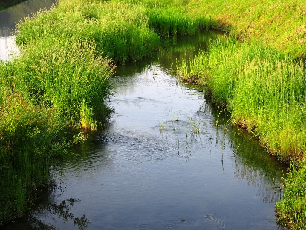 初夏の川辺