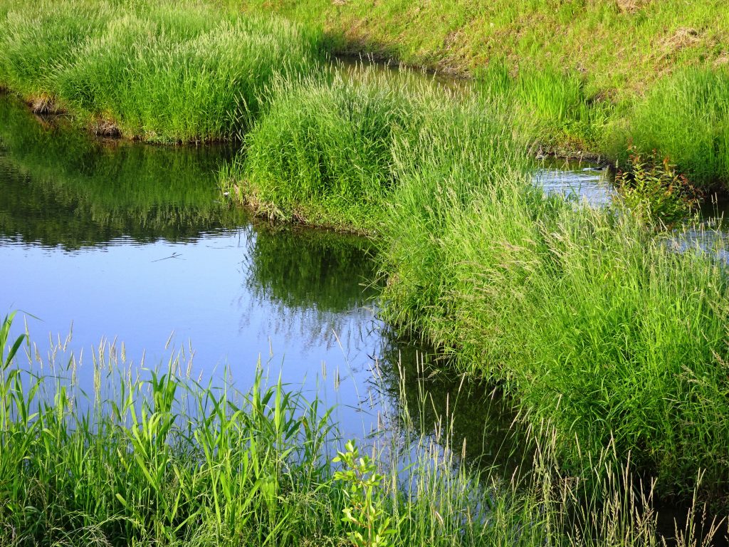 初夏の川辺