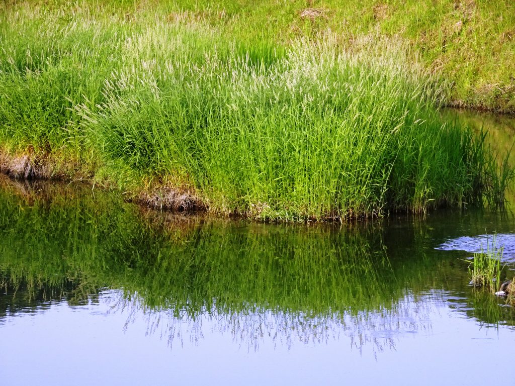 初夏の川辺