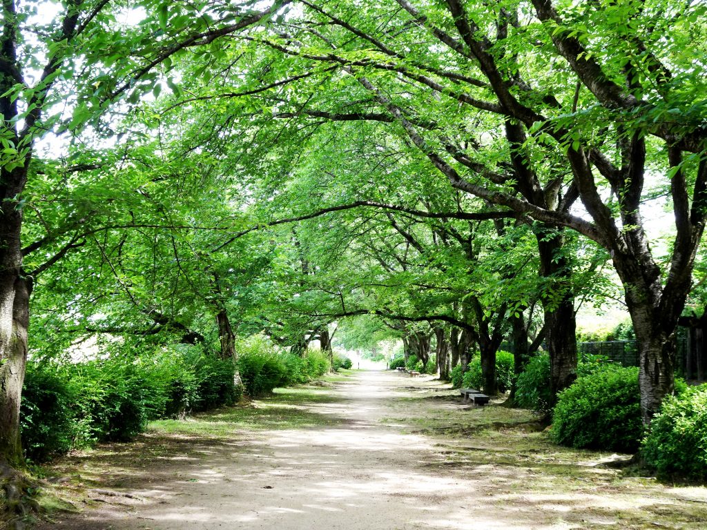 桜の並木