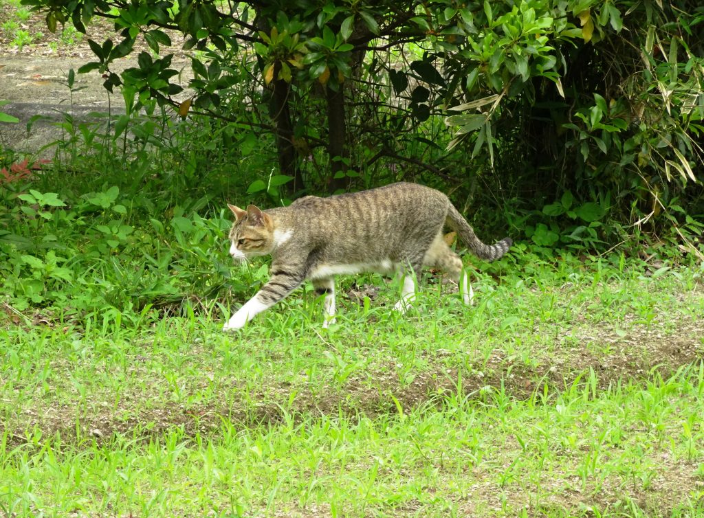 ねこ、風太 巡回