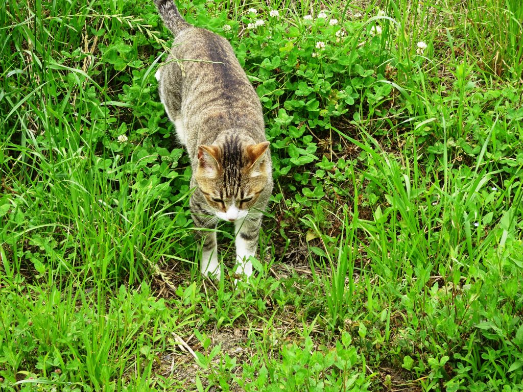 ねこ、風太 巡回
