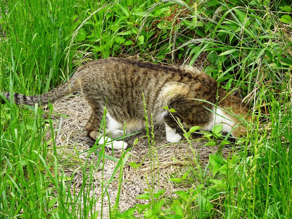 ねこ、風太 巡回