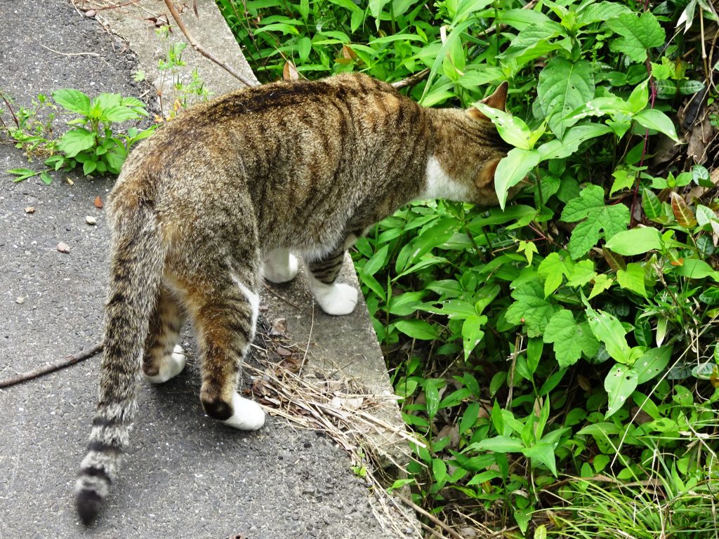 ねこ、風太 巡回