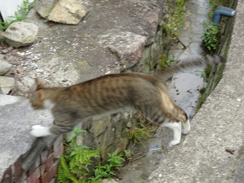 ねこ、風太 巡回