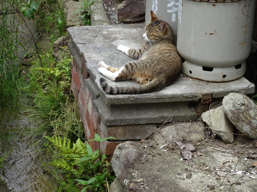 ねこ、風太 巡回