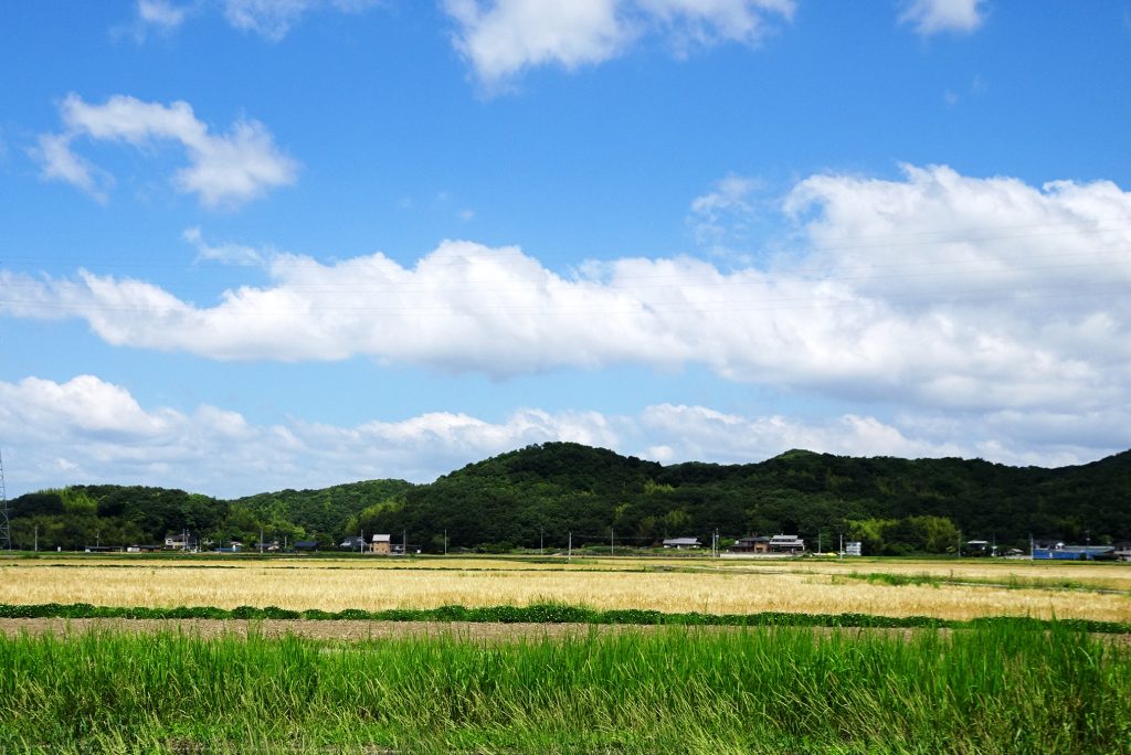 麦秋と空