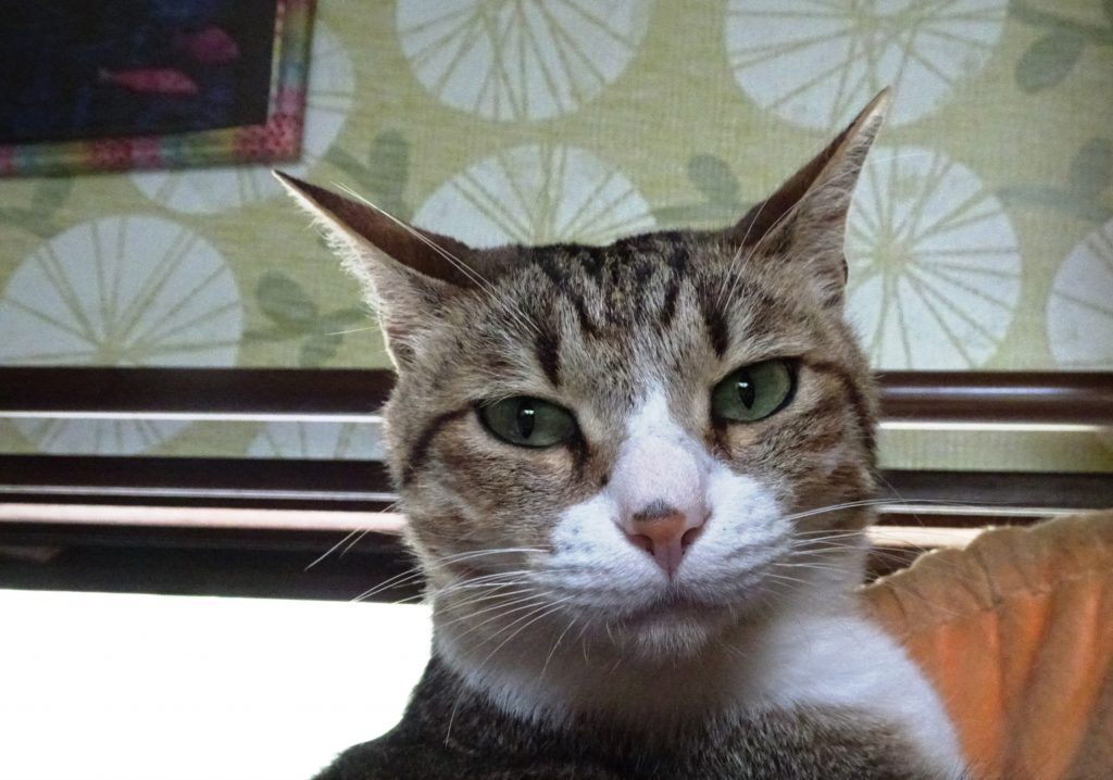 ねこ、風太 ゴロゴロ