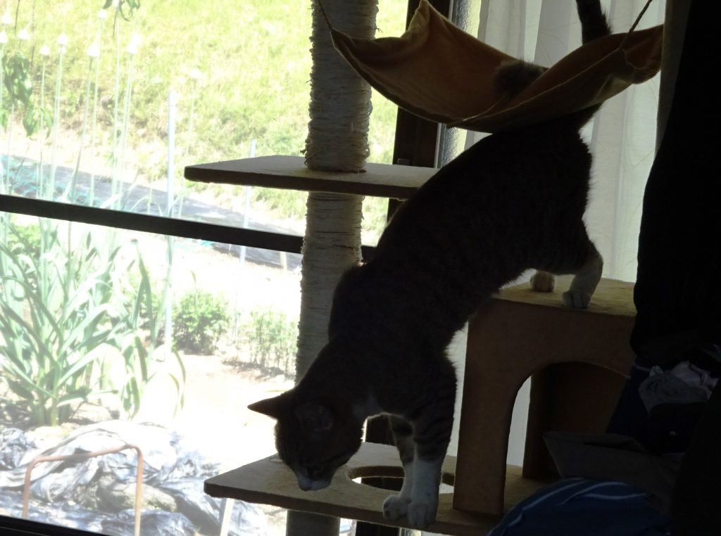 ねこ、風太 ゴロゴロ