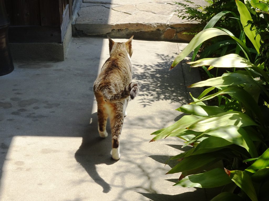 ねこ、風太 巡回