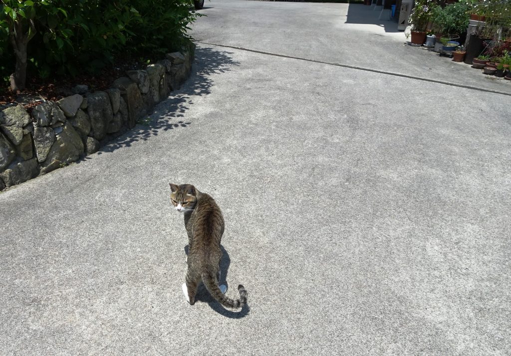 ねこ、風太 巡回